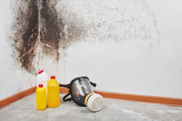 Best Insurance-Related Mold Remediation in Massillon, OH