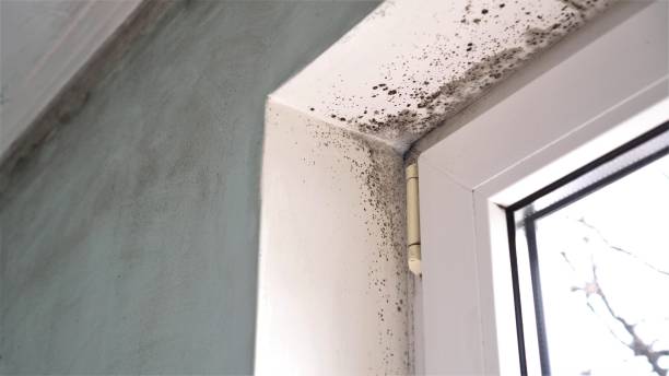Best Post-Flood Mold Remediation in Massillon, OH