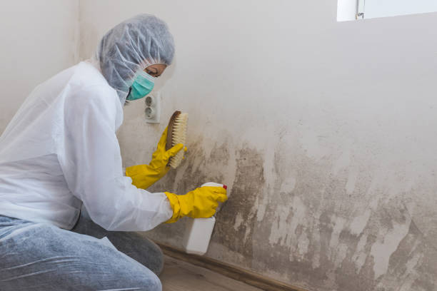Best Crawl Space Mold Remediation in Massillon, OH