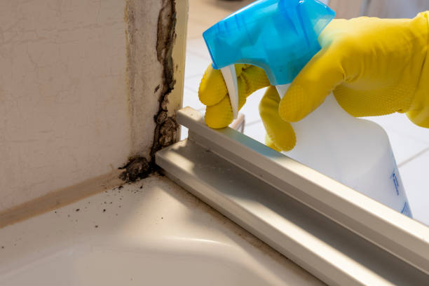 Best Mold Testing and Inspection Services in Massillon, OH