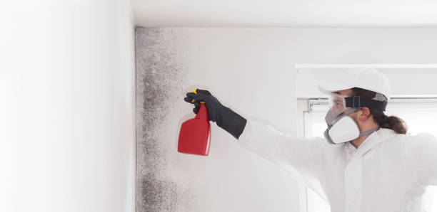 Best Kitchen Mold Remediation in Massillon, OH