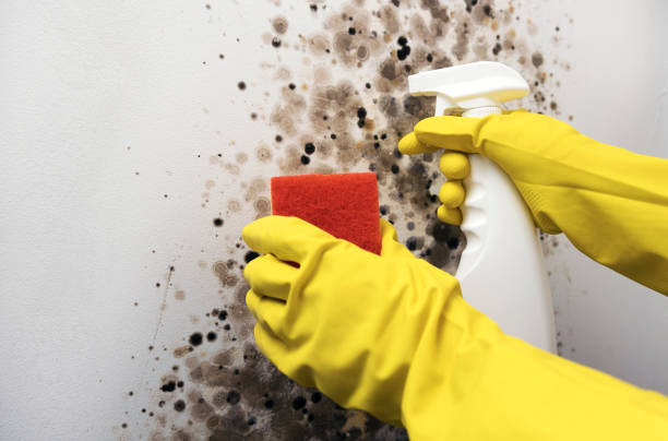 Best Commercial Mold Remediation in Massillon, OH