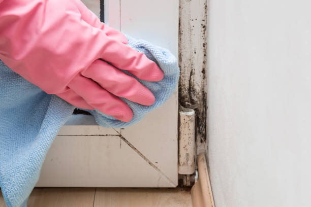 Best Mold Remediation for Schools in Massillon, OH