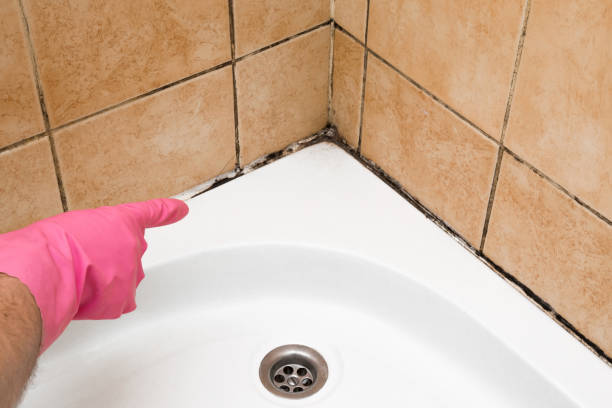 Best Industrial Mold Remediation in Massillon, OH