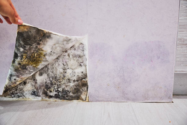 Best Post-Flood Mold Remediation in Massillon, OH